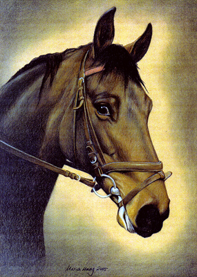 Pferde: Pferdeportrait : Hannoveraner