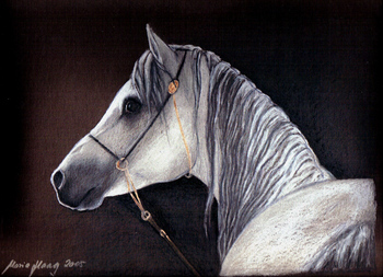 Pferde: Pferdeportrait : Araber