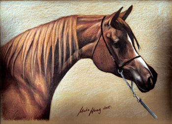 Pferde: Pferdeportrait : Araber