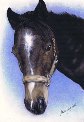 Pferde: Pferdeportrait: Domino