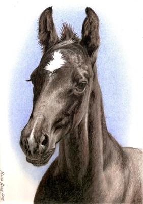 Pferde: Pferdeportrait: Fohlen