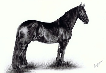 Pferde: Pferdeportrait: Friese