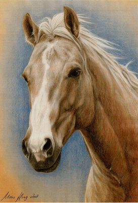 Pferde: Pferdeportrait : Gielde