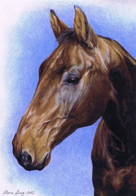 Pferde: Pferdeportrait: Leo