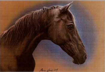 Pferde: Pferdeportrait