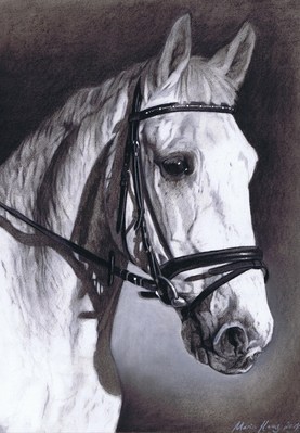 Pferde: Pferdeportrait