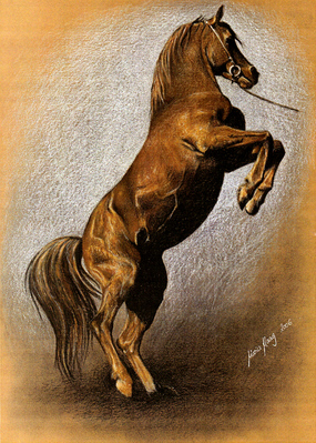 Pferde: Pferdeportrait : Araber