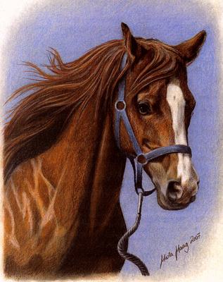 Pferde: Pferdeportrait : Shagya-Araber