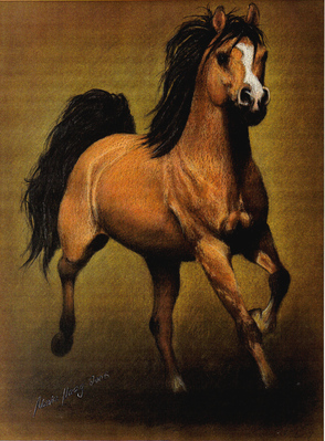 Pferde: Pferdeportrait : Araber